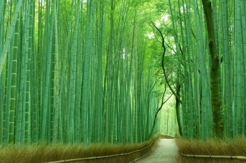 Bamboo forest in Arashiyama, Kyoto