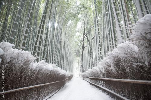 Winter scenery of the bamboo forest in Arashiyama, Kyoto