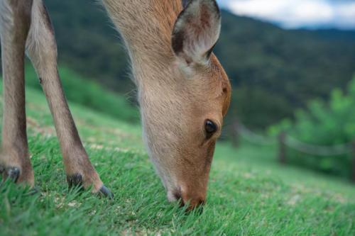 deer_grass