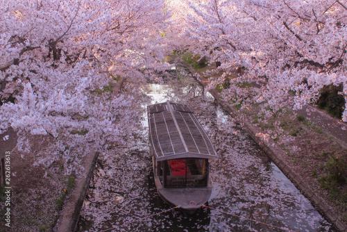 Cherry blossom viewing from a boat in Kyoto